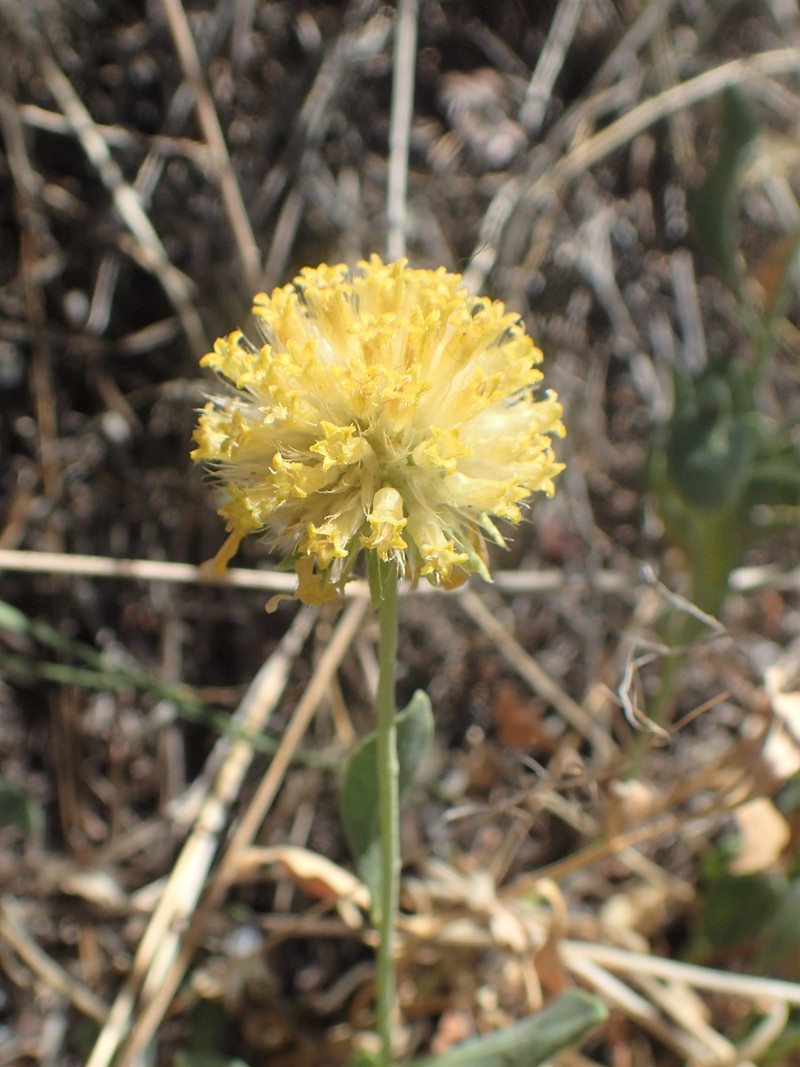 Western Blanketflower