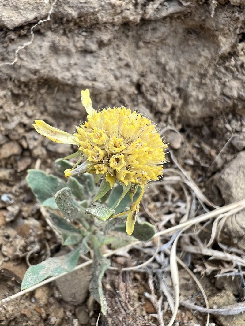 Western Blanketflower