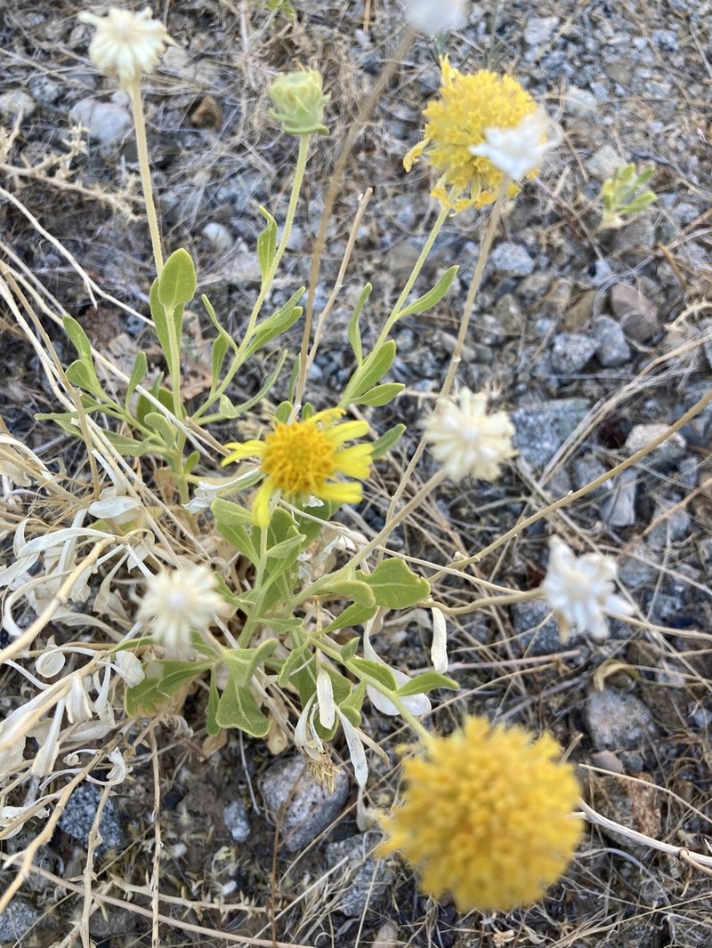 Western Blanketflower photo 2