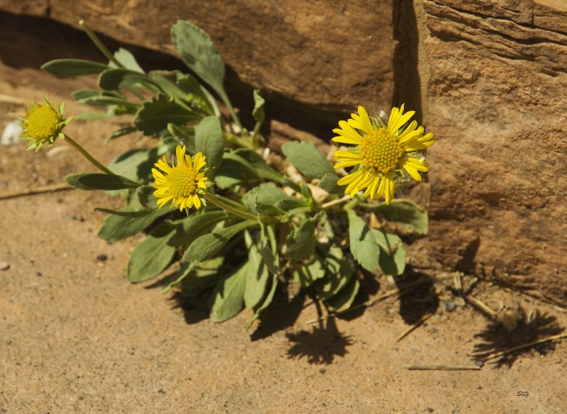 Western Blanketflower photo 3