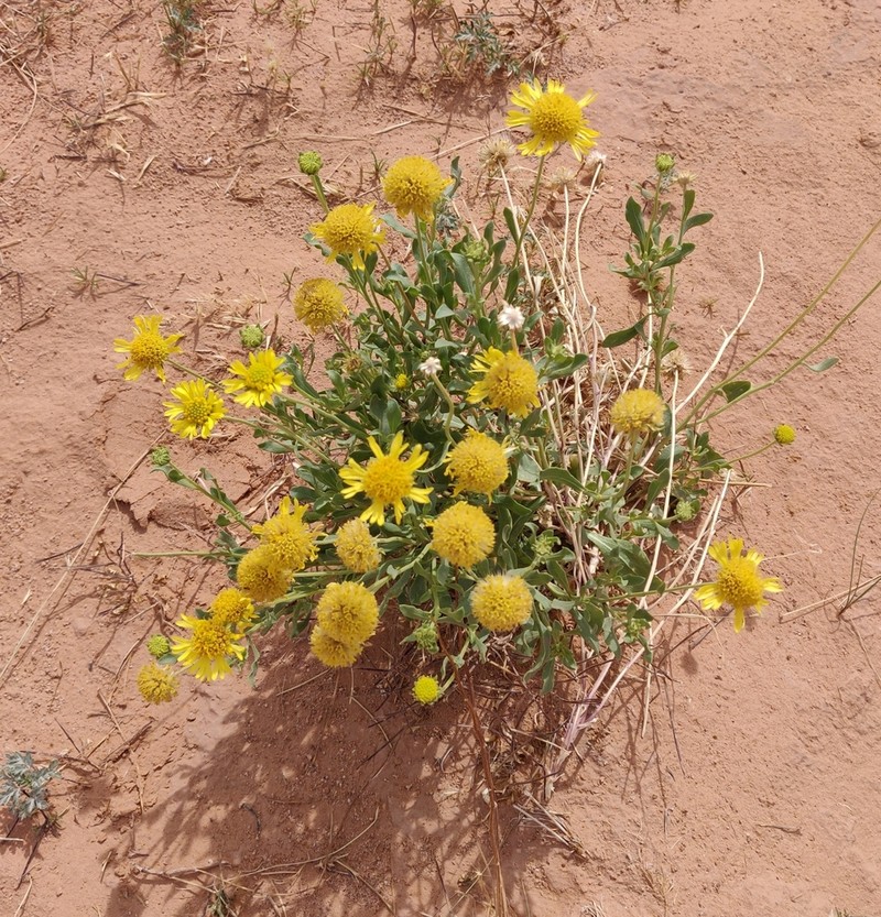 Western Blanketflower photo 4