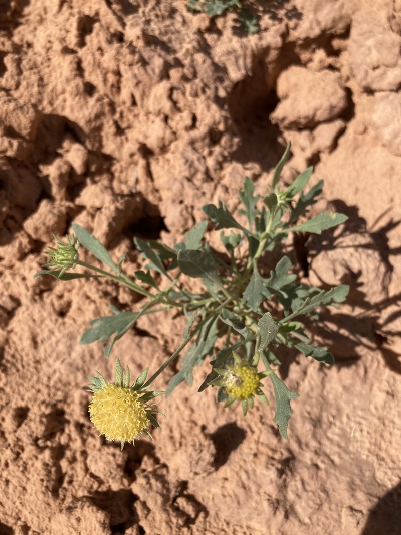 Western Blanketflower photo 5