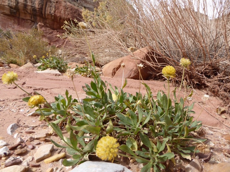 Western Blanketflower photo 6