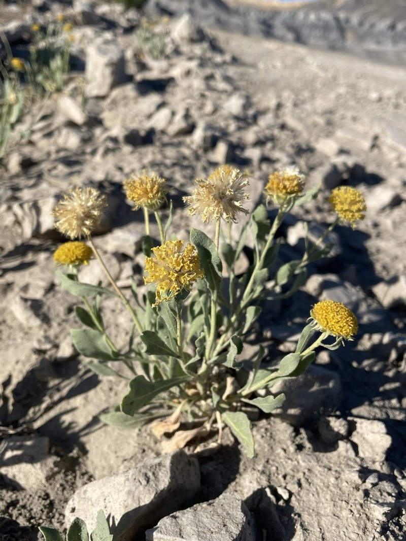Western Blanketflower photo 7