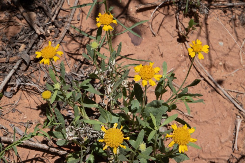 Western Blanketflower photo 8