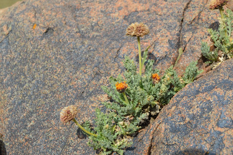 Gaillardia tontalensis photo 3