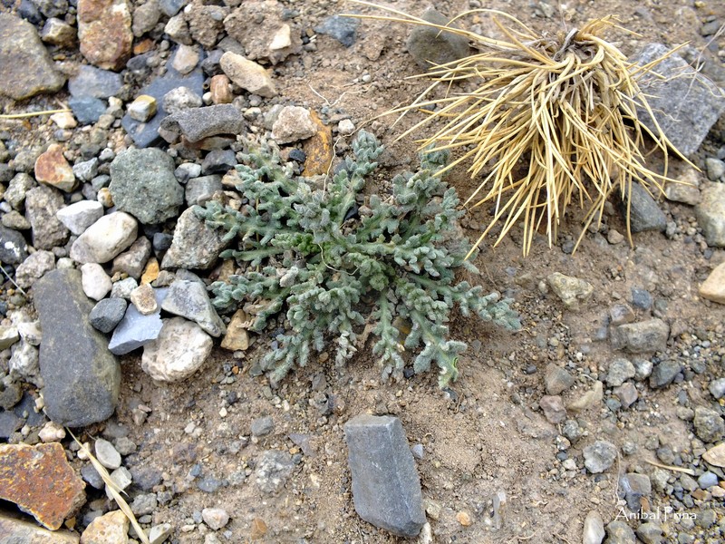 Gaillardia tontalensis photo 4