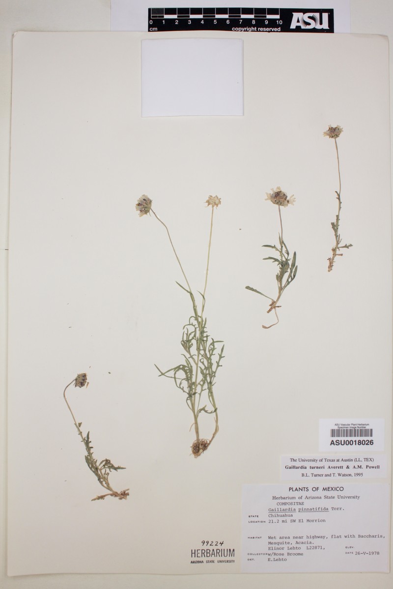 Gaillardia turneri photo 2