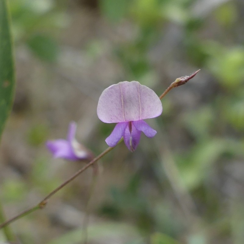 Galactia austrofloridensis