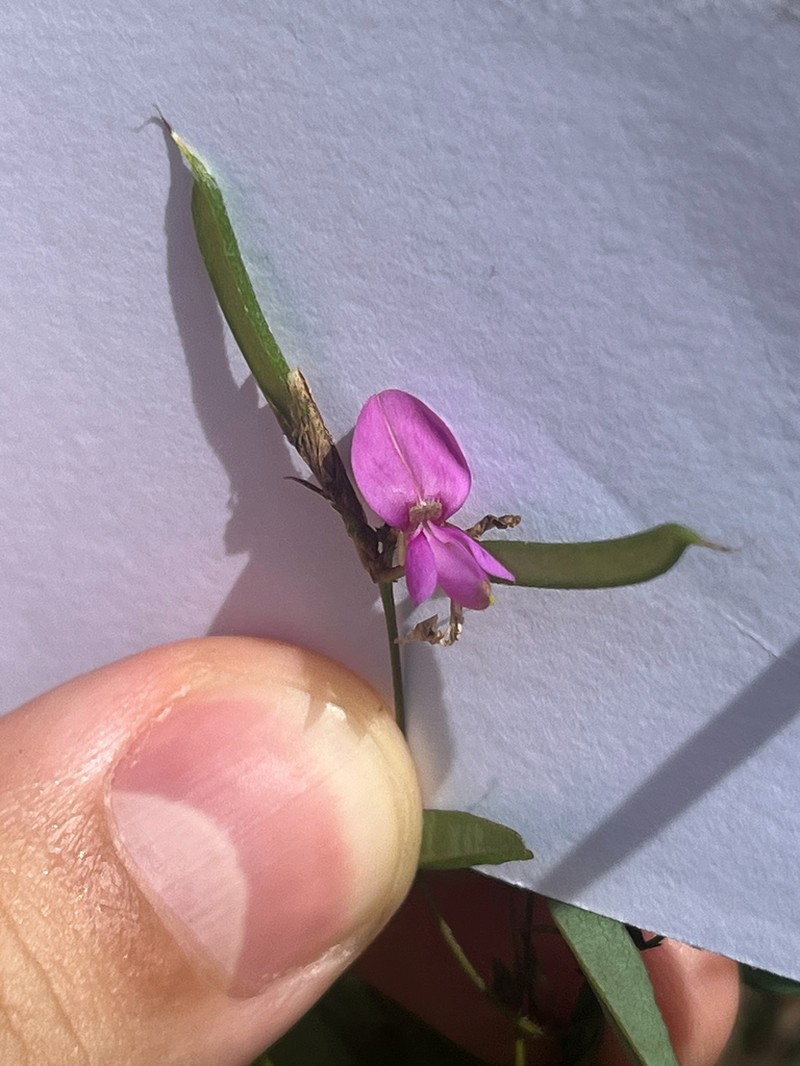 Galactia austrofloridensis photo 2
