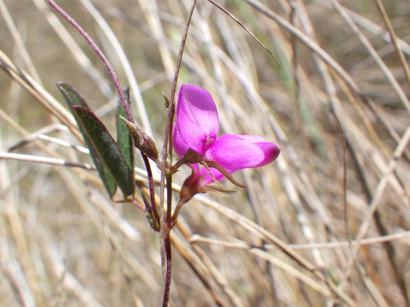 Galactia austrofloridensis photo 4