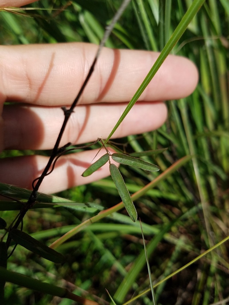 Galactia austrofloridensis photo 5