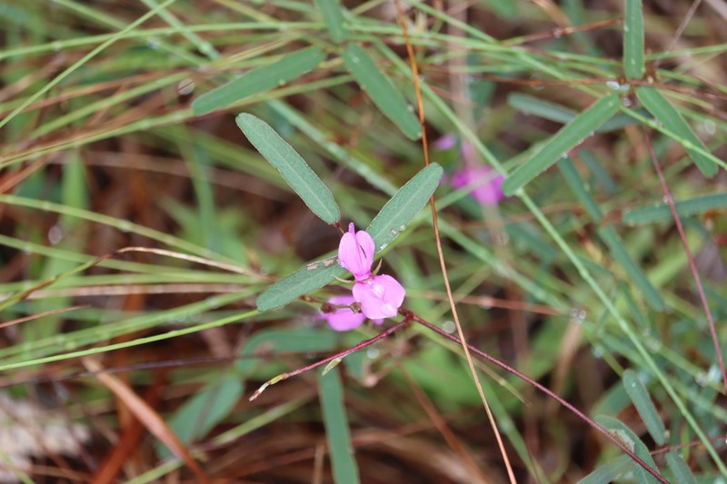 Galactia austrofloridensis photo 6