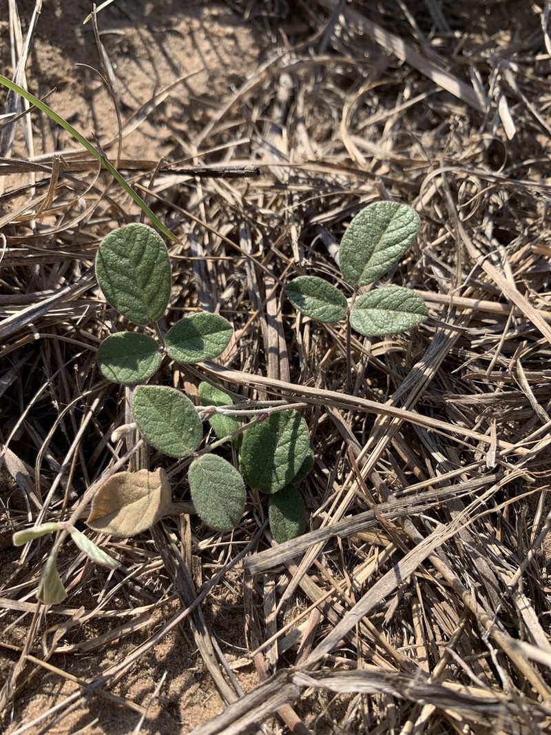 Hoary Milkpea