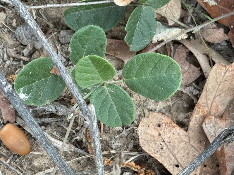 Hoary Milkpea photo 2