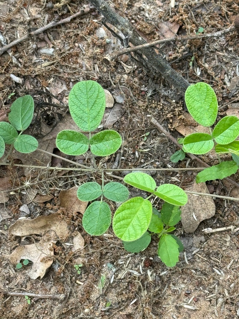 Hoary Milkpea photo 3