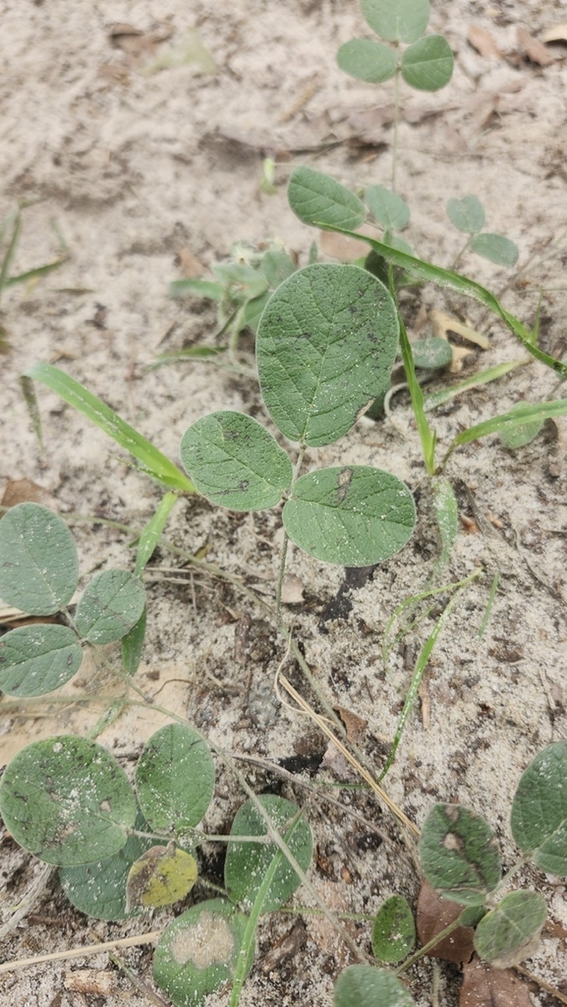 Hoary Milkpea photo 4