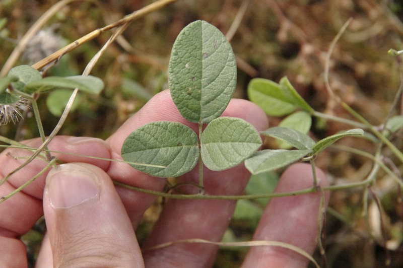 Hoary Milkpea photo 5