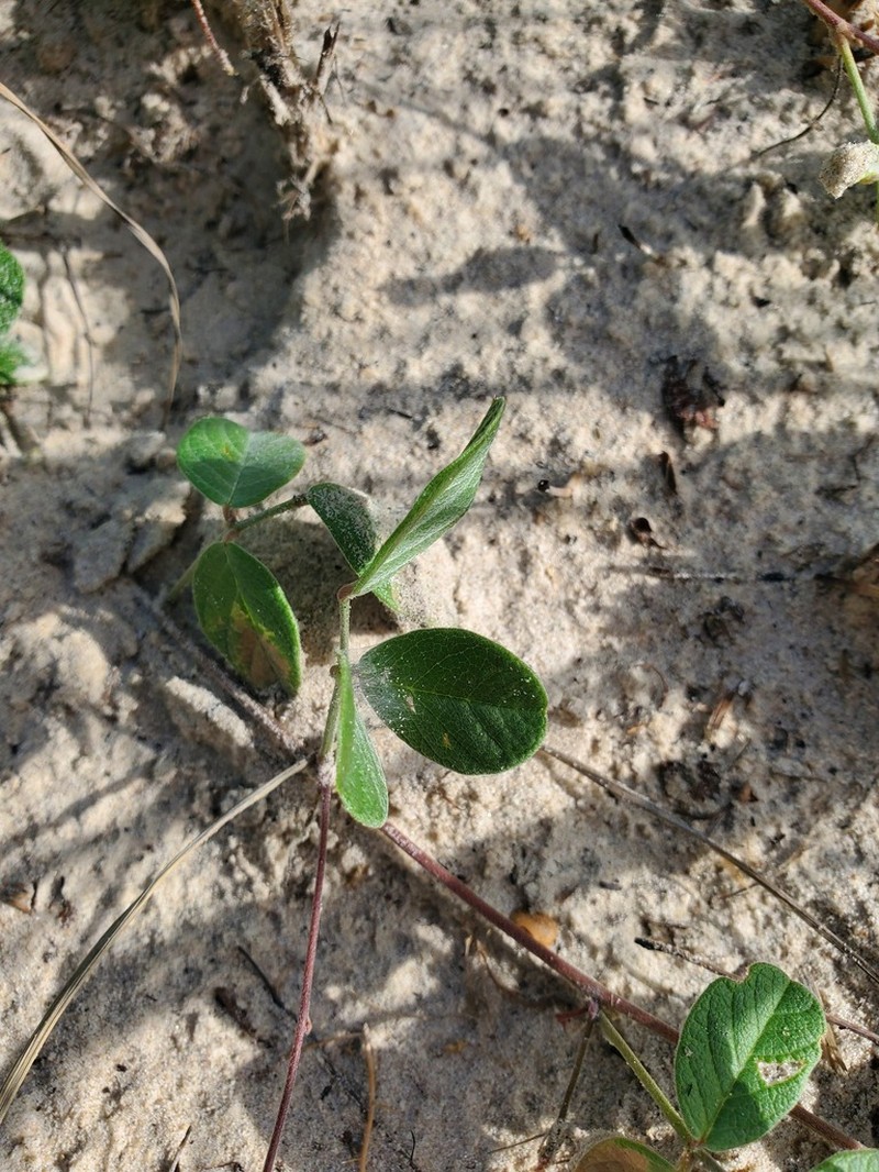 Hoary Milkpea photo 6
