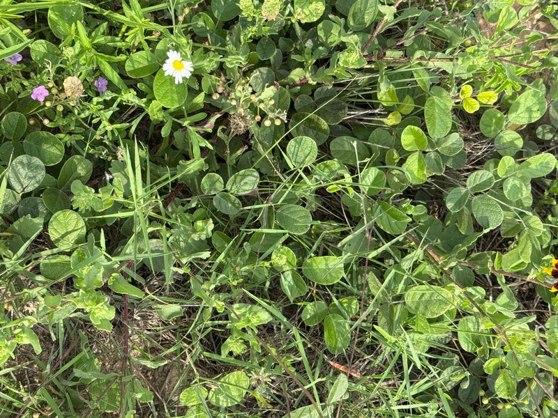 Hoary Milkpea photo 7