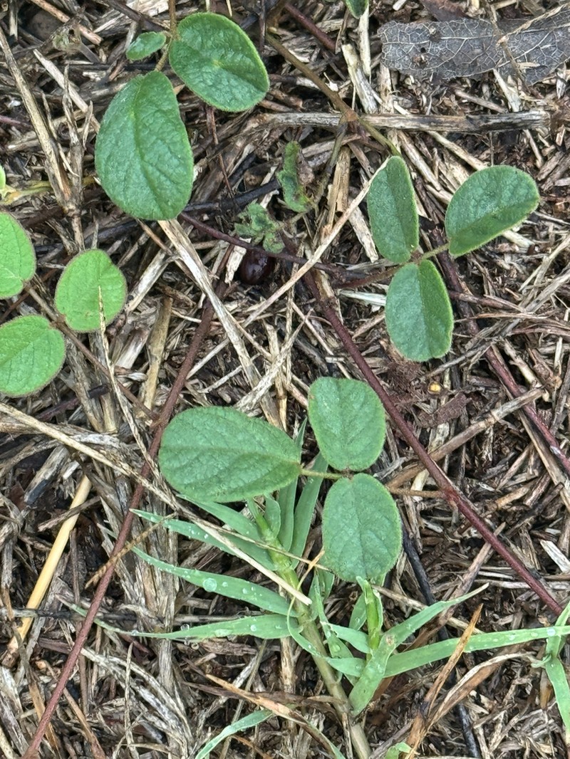 Hoary Milkpea photo 8