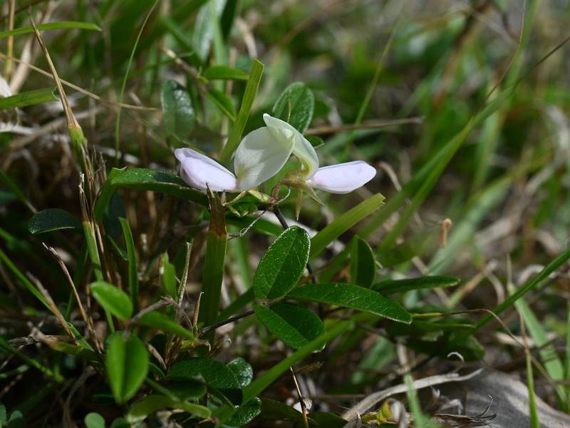 West Indian Milkpea