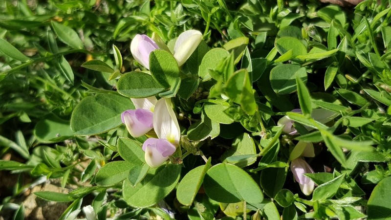 West Indian Milkpea photo 2
