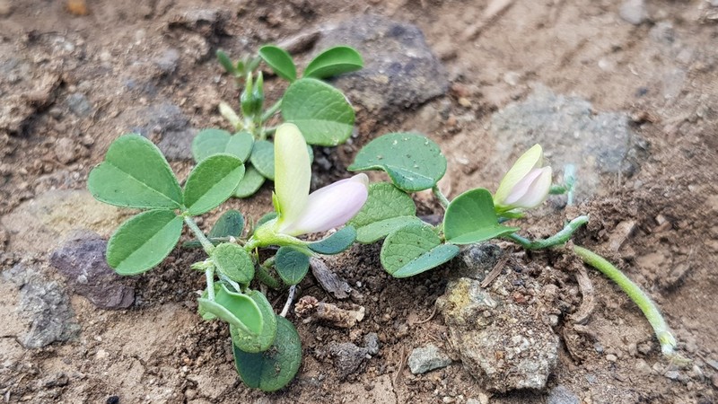 West Indian Milkpea photo 3