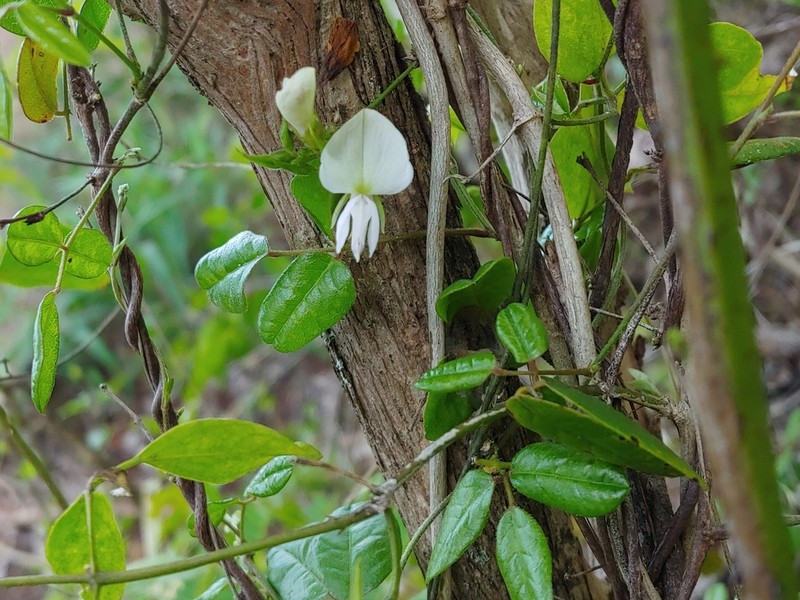 West Indian Milkpea photo 4