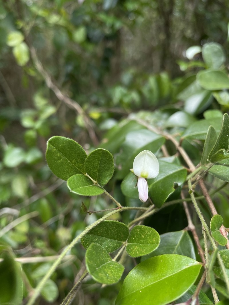 West Indian Milkpea photo 5