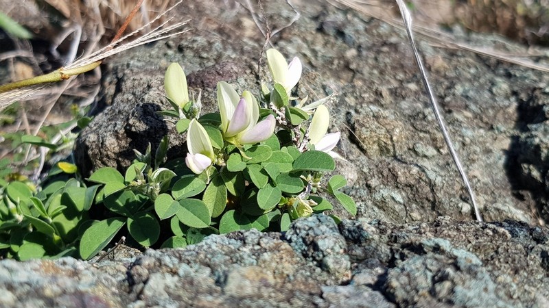 West Indian Milkpea photo 6