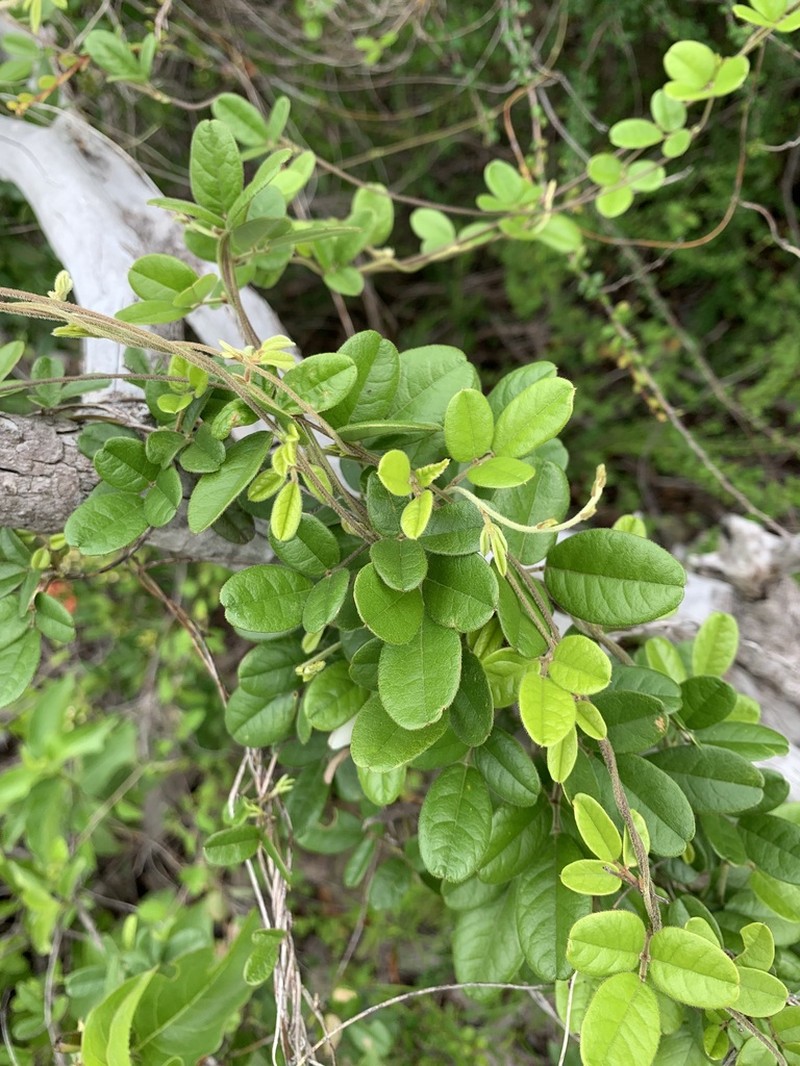 West Indian Milkpea photo 7