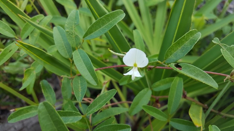 Elliott's Milkpea