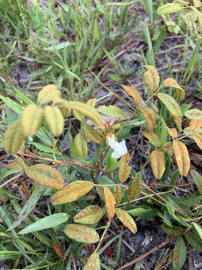 Elliott's Milkpea photo 2
