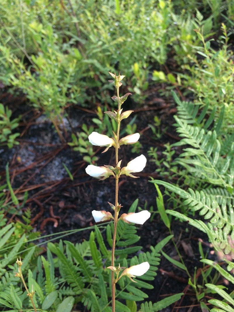 Elliott's Milkpea photo 3