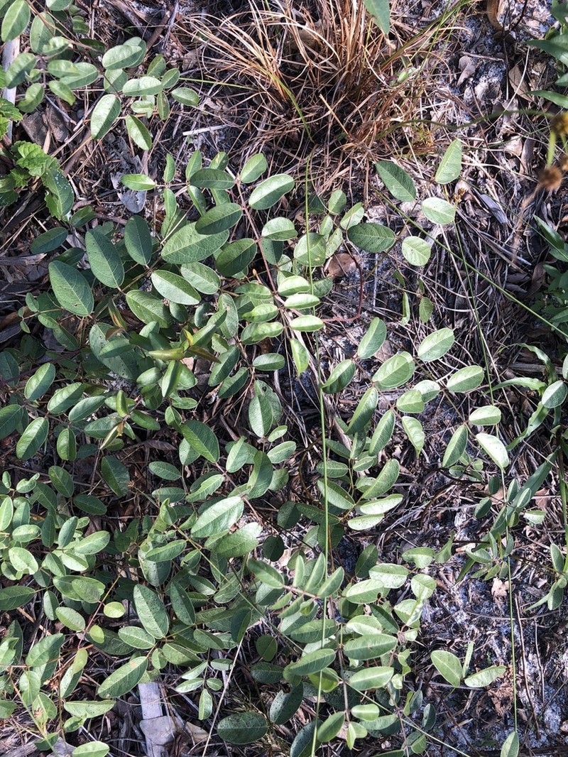 Elliott's Milkpea photo 4