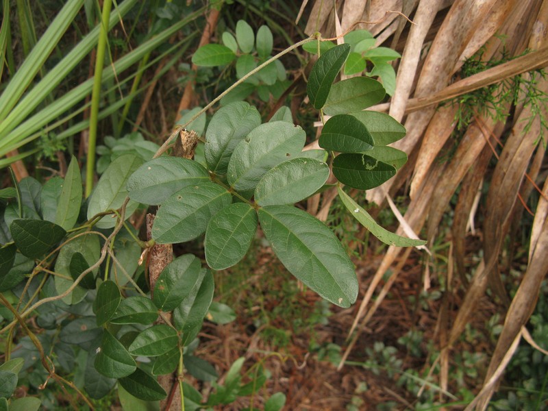 Elliott's Milkpea photo 5
