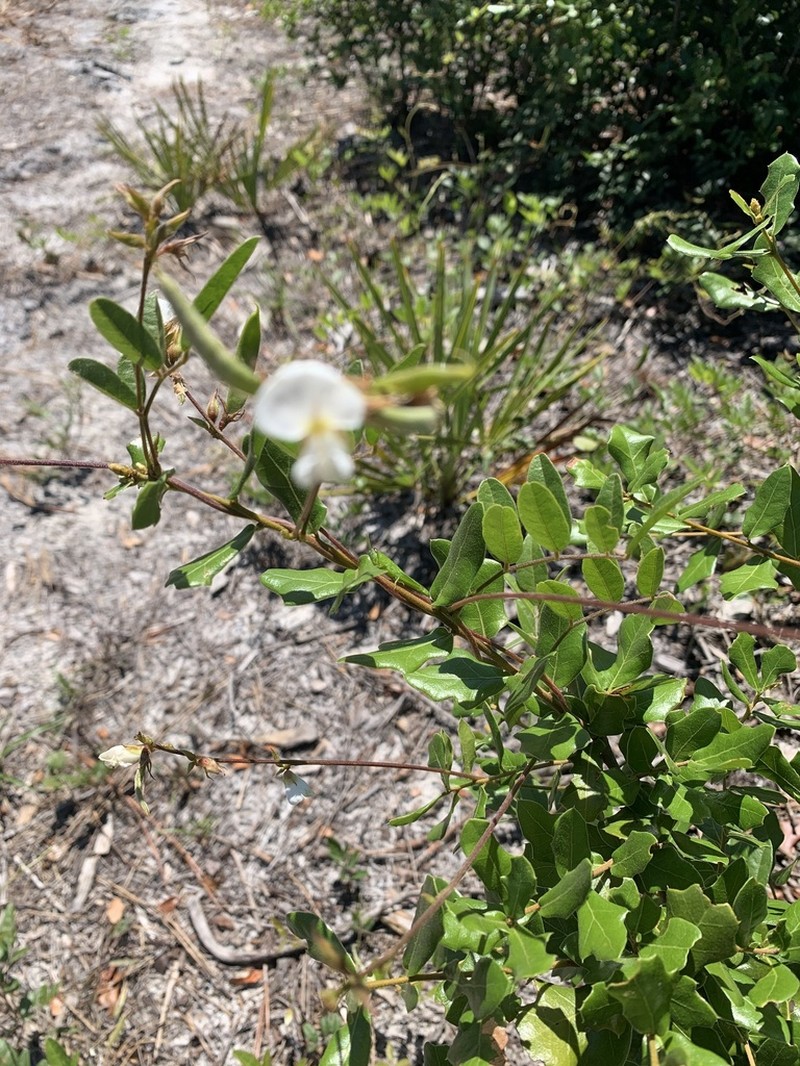 Elliott's Milkpea photo 6
