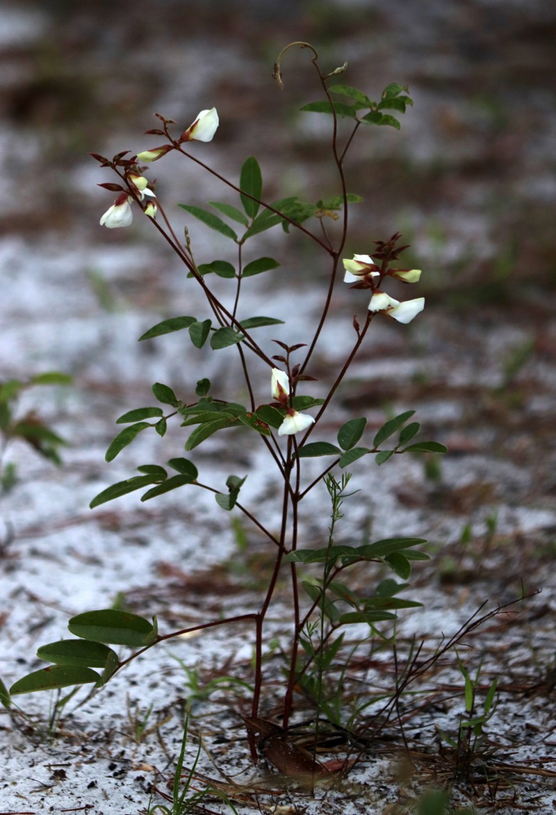 Elliott's Milkpea photo 7