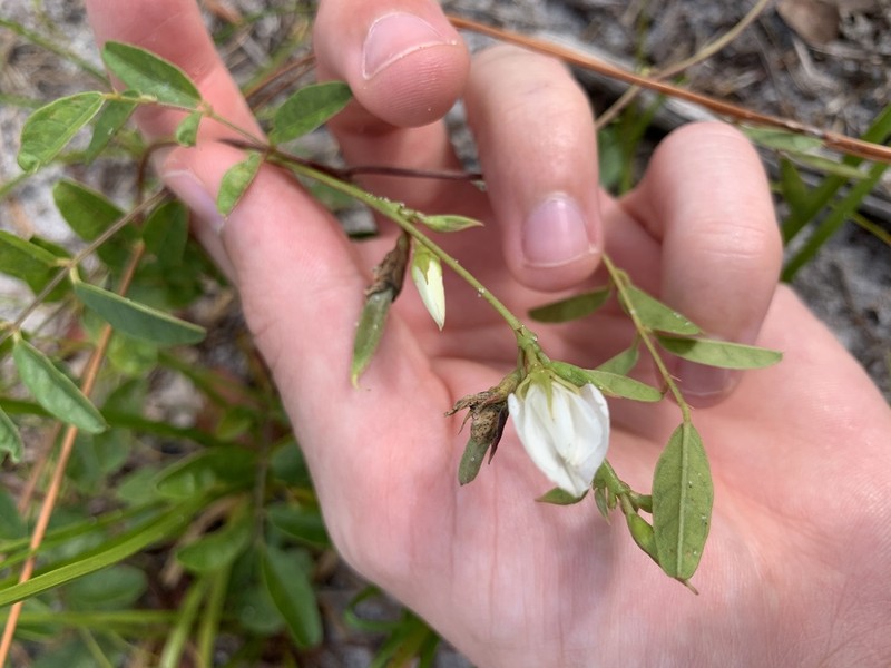 Elliott's Milkpea photo 8
