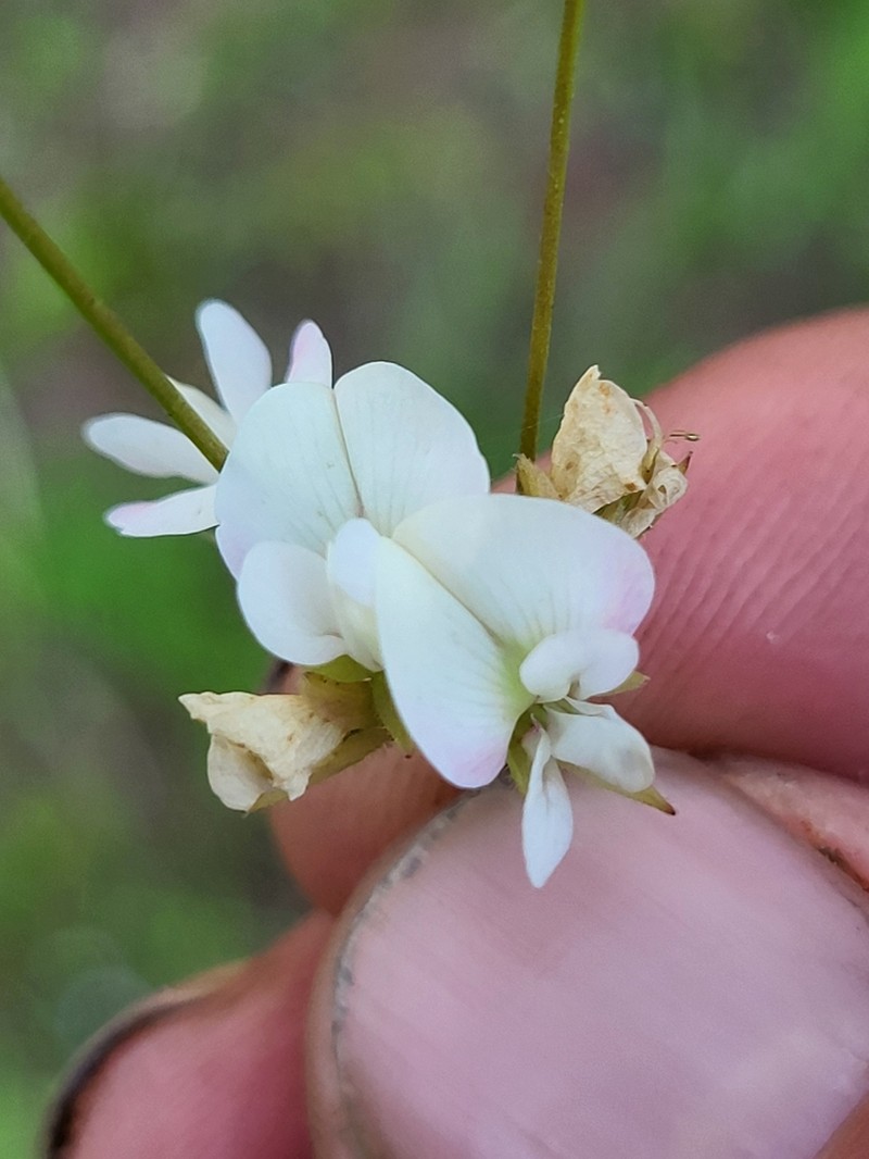 Erect Milkpea