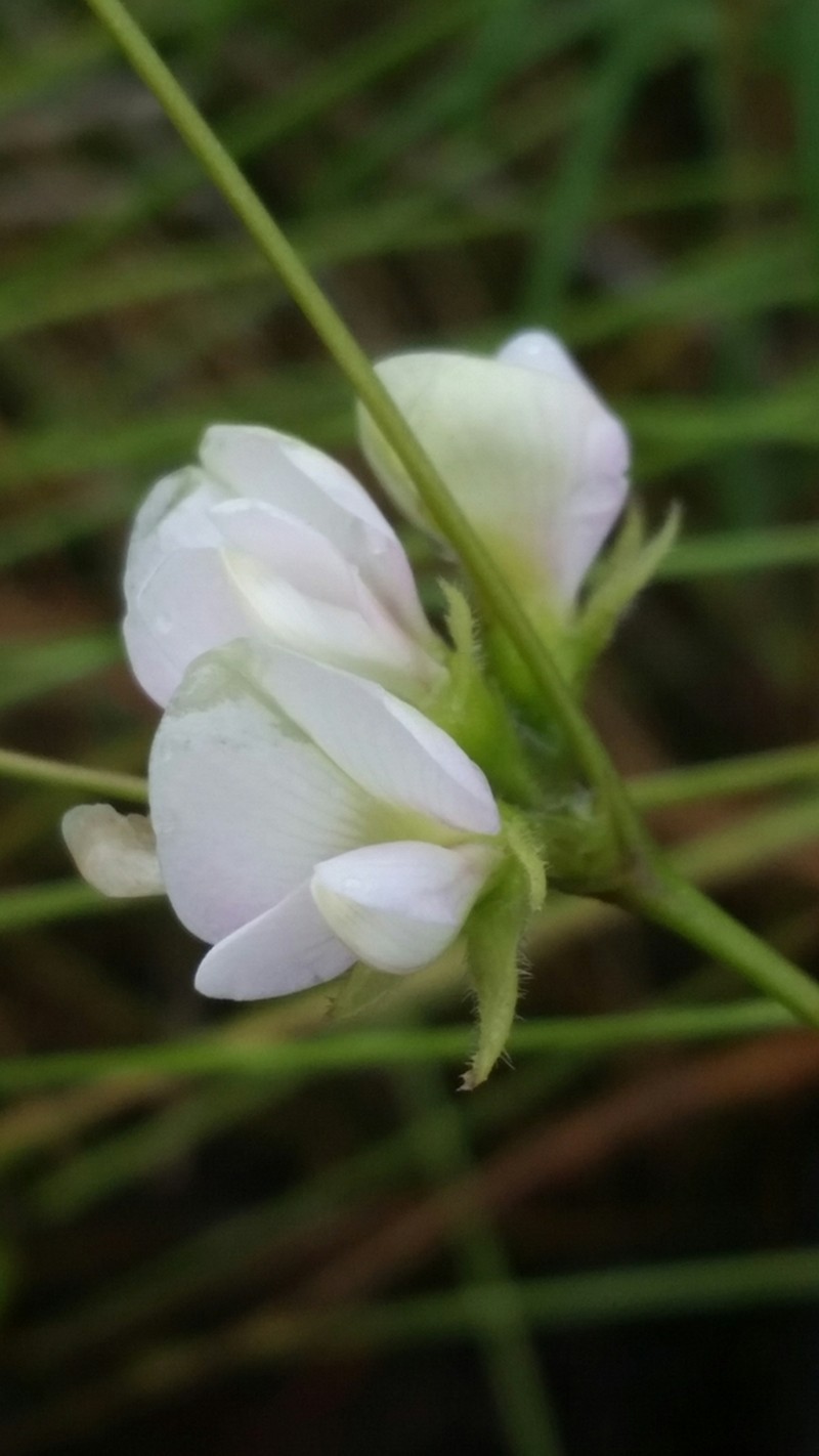Erect Milkpea photo 2
