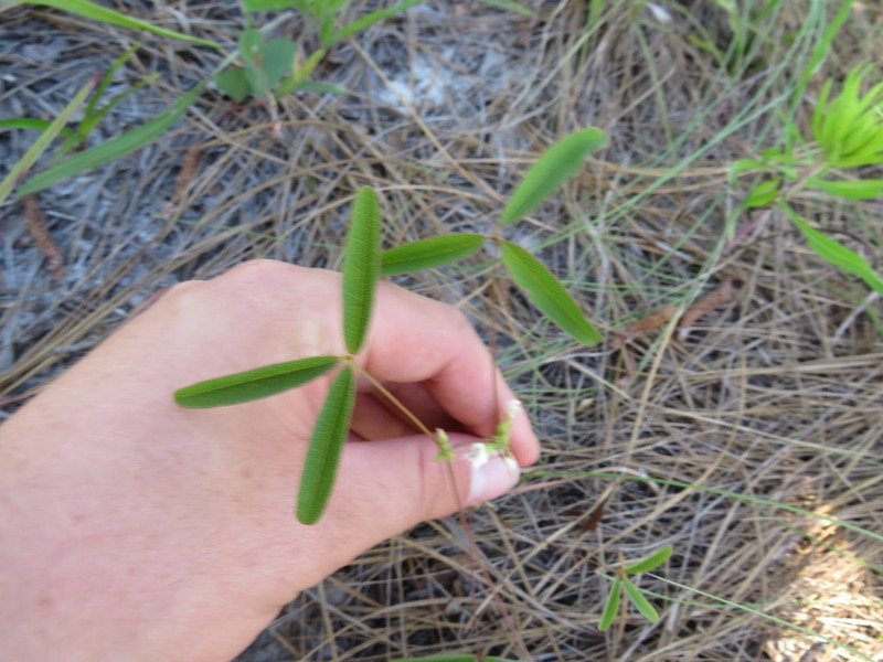 Erect Milkpea photo 3