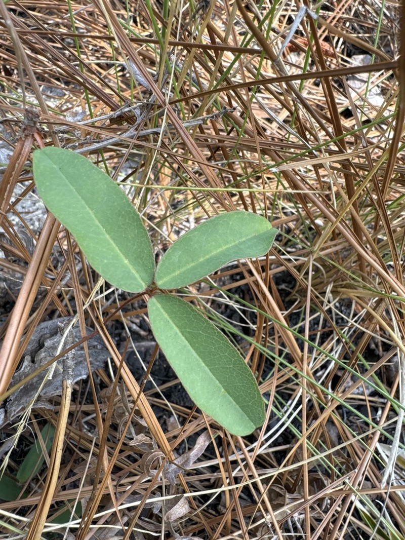 Erect Milkpea photo 4