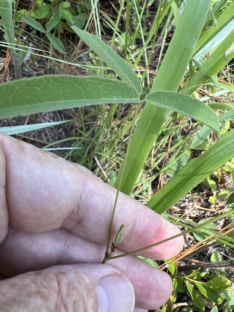 Erect Milkpea photo 5