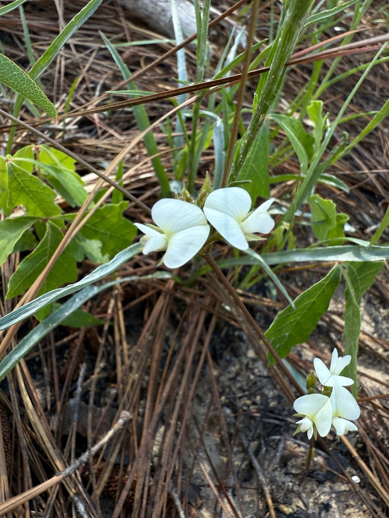Erect Milkpea photo 6