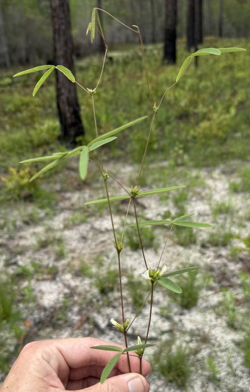 Erect Milkpea photo 7