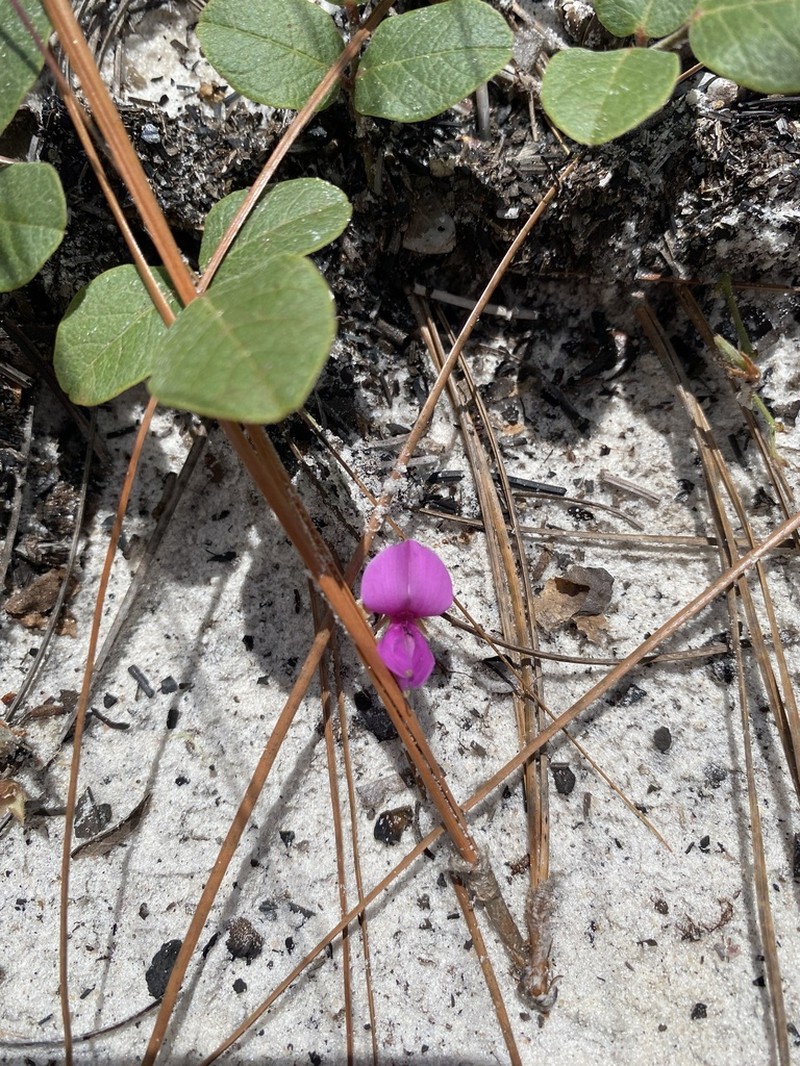 Florida Milkpea