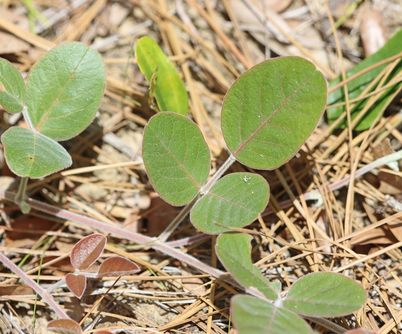 Florida Milkpea photo 2