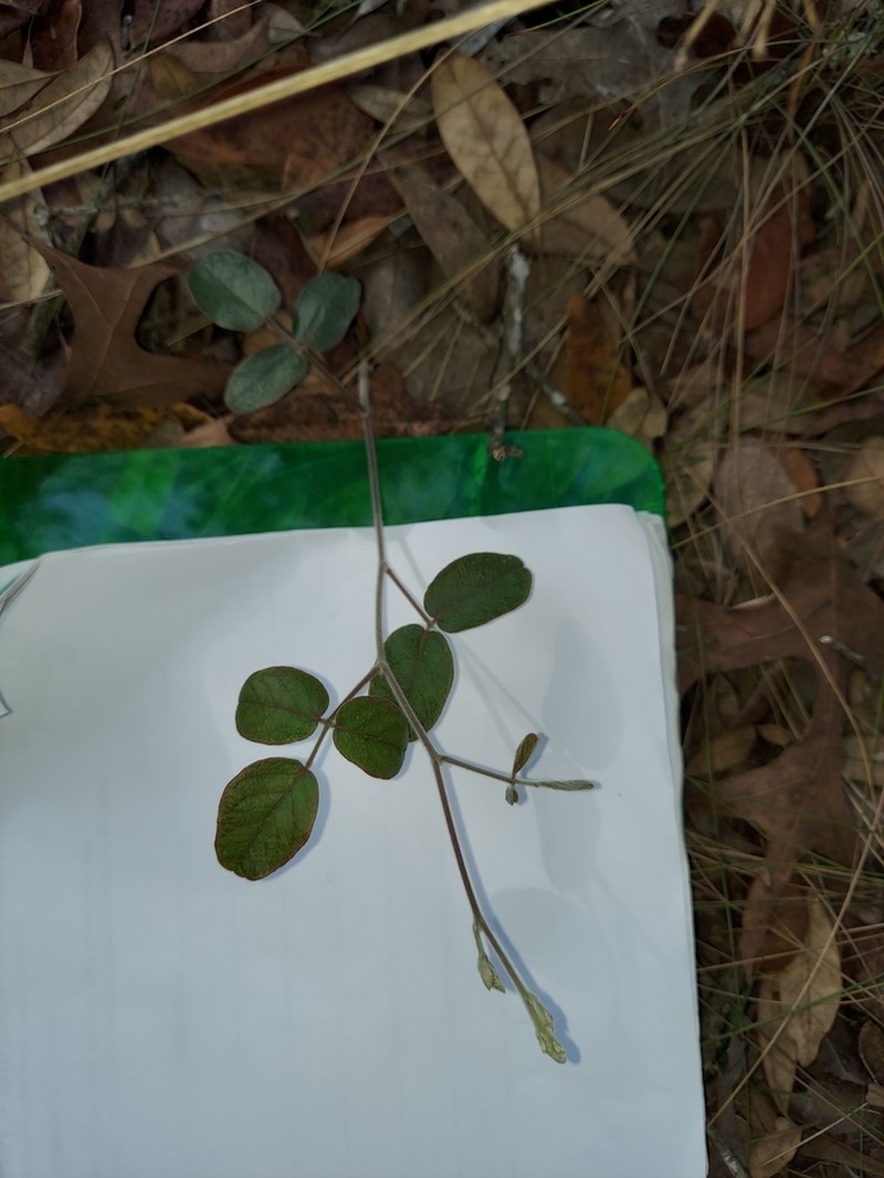 Florida Milkpea photo 3